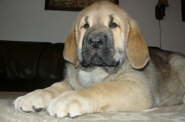 Amuleto de Oro Con Fundo - 8 weeks
( Ch.Historia Tornádo Erben X Ich.,Ch.Basil Mastifland )
