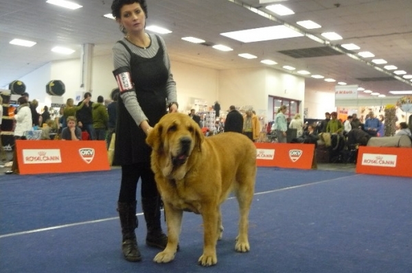 Historia Tornado Erben
International Dog Show Wels, Austria - 2.12.2007
Judge : Claudio De Giuliani ( I )
HISTORIA TORNADO ERBEN - Exc.1, CACA, CACIB, BOB
(Druso de la Aljabara x Cassandra Tornado Erben)
Born: 11.8.2005
Breeder: Lenka Erbenova
Owner: Ladislav Stekr

Keywords: confundo