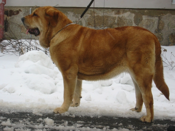 Historia Tornado Erben - 17 months old
Druso de la Aljabara x Cassandra Tornádo Erben 
Keywords: snow nieve confundo