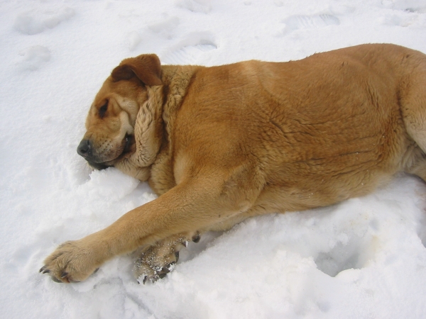 Historia Tornado Erben
Sleeping..


Keywords: snow nieve confundo