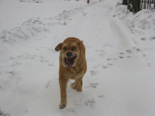 Historia Tornado Erben
Joy from snow


Keywords: snow nieve confundo