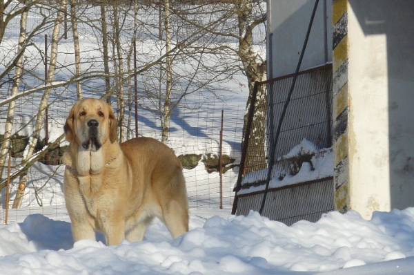 Amie Con Fundo
10 month old
Keywords: snow nieve Amie Con Fundo