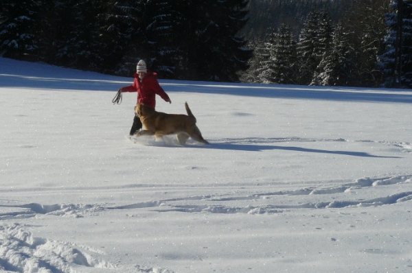 Amie Con Fundo
10 month old
Keywords: snow nieve Amie Con Fundo