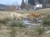 Filename=t+m_v_bazine2.JPG
Filesize=916KiB
Dimensions=1600x1200
Date added=%325 %02, %2007 t+m_v_bazine2.JPG