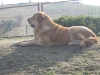 Filename=t-07.JPG
Filesize=680KiB
Dimensions=1600x1200
Date added=%363 %02, %2007 t-07.JPG