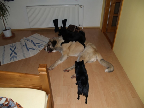 Aslan and his friends Schipperke
Keywords: pet aslan