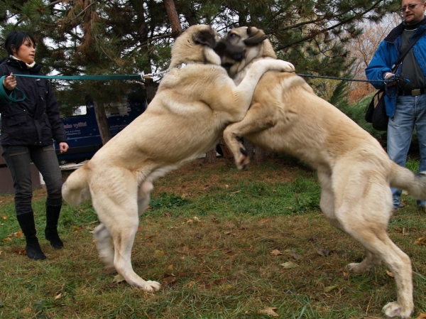 Aslan and his brother Alcazar
Keywords: aslan