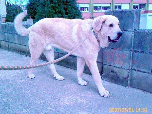 montañés (drack)
13 meses 
(raphael x faraona del corisco)
Keywords: drack