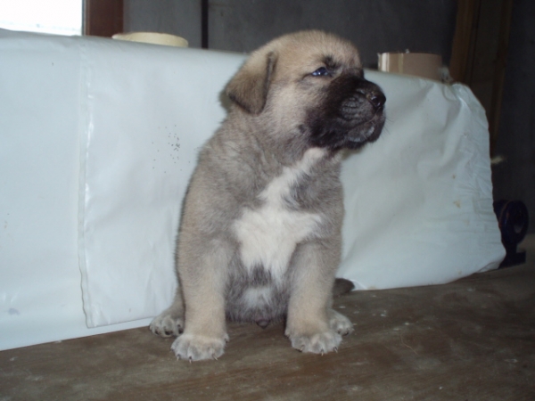 Jalisko de Anaise 30 días - born 01.09.2007   
Apolo de Fontanar x Anaise de Trashumancia  
01.09.2007   

Keywords: puppyspain puppy cachorro