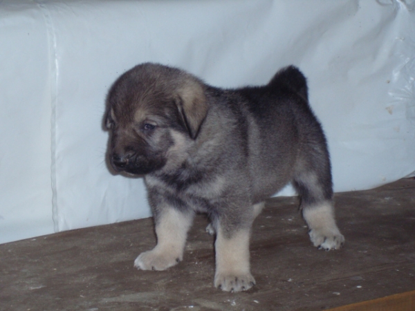 Lupe de Anaise 30 días - born 01.09.2007   
Apolo de Fontanar x Anaise de Trashumancia  
01.09.2007   

Keywords: puppyspain puppy cachorro