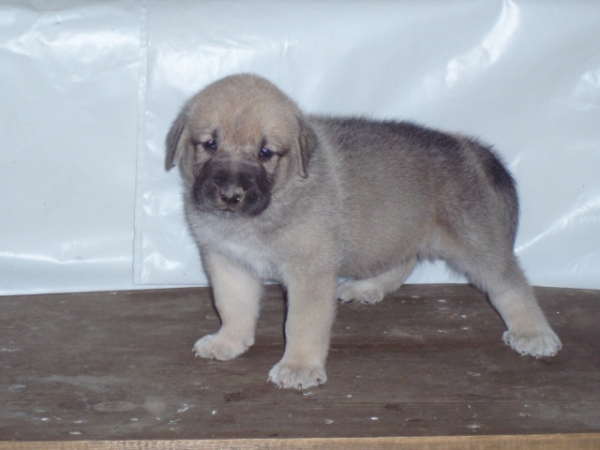 Tekila de Anaise 30 días - born 01.09.2007   
Apolo de Fontanar x Anaise de Trashumancia  
01.09.2007   

Keywords: puppyspain puppy cachorro