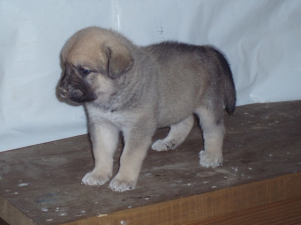 Tijuana de Anaise 30 días - born 01.09.2007   
Apolo de Fontanar x Anaise de Trashumancia  
01.09.2007   

Keywords: puppyspain puppy cachorro