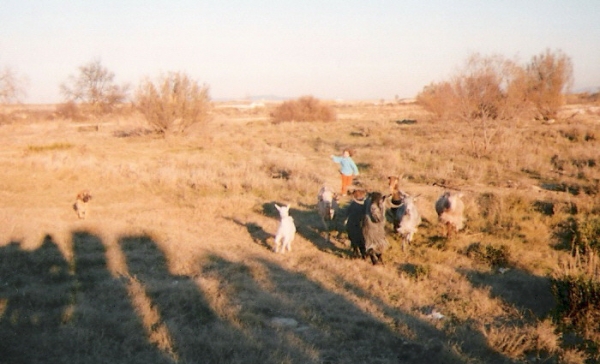 Pampa de Montes del Pardo con 3 meses ya encorria las cabras
Keywords: luchan