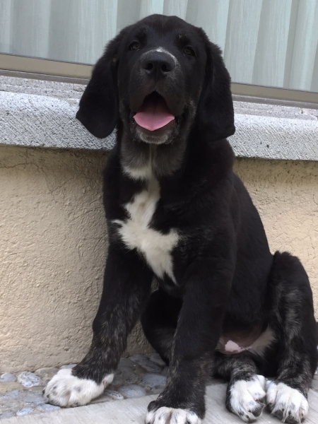 Bosco 3 months
Keywords: puppyspain serafin