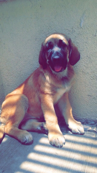 Cachorra 2 meses
Keywords: cachorra serafin