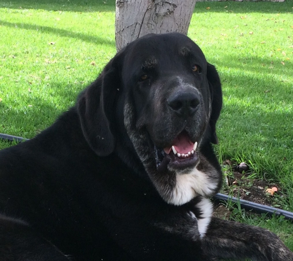 Bosco 15 meses
Keywords: Bosco serafin head portrait cabeza