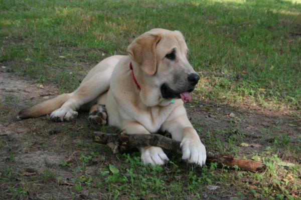 Romulo de Campollano (Leon) - 7 months old
Ahh yummie........ time to sharpen my teeth.  

Klíčová slova: moreno