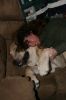 Filename=13_months_old___cuddling_with_Mommy.JPG
Filesize=172KiB
Dimensions=785x1177
Date added=%089 %01, %2008 13_months_old___cuddling_with_Mommy.JPG