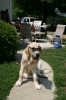 Filename=7_months_old.JPG
Filesize=274KiB
Dimensions=783x1175
Date added=%091 %01, %2008 7_months_old.JPG