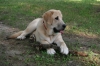Filename=7_months_old__Yorktown_civil_battlefield.JPG
Filesize=291KiB
Dimensions=1203x802
Date added=%090 %01, %2008 7_months_old__Yorktown_civil_battlefield.JPG