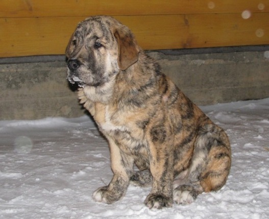 Bono s Madridskogo Dvora 5 months
(Neron de Filandon x Hessi Mastibe)
Keywords: puppyrussia cortedemadrid Madridsky Dvor