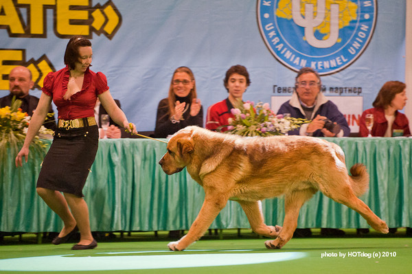 Neron de Filandon - champion class, Excellent 1, CAC, CACIB, Best male, Best of Breed, Grand CHampion of Ukraine - International Show "Ukraine-2010"
Keywords: 2010 cortedemadrid