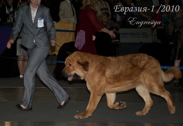 Barco s Madridsjogo Dvora 19 momths (Neron de Filandon x Hessi Mastibe)
Keywords: kazakhstan