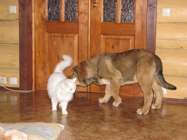Barmy with cat
Barbaro de Buxionte 3 months 
(SURCO DE FUENTEMIMBRE x NEGRITA DE BUXIONTE)
Keywords: cortedemadrid puppy cachorro