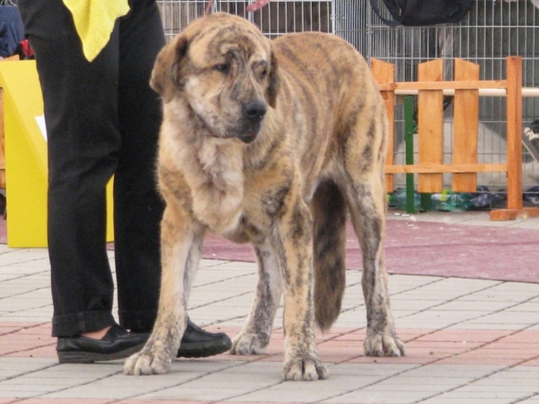 Bono s Madridskogo Dvora - junior class - CLUB DOG SHOW SLOVAKIA MOLOSS CLUB, Slovakia - 11.10.2009
Keywords: 2009