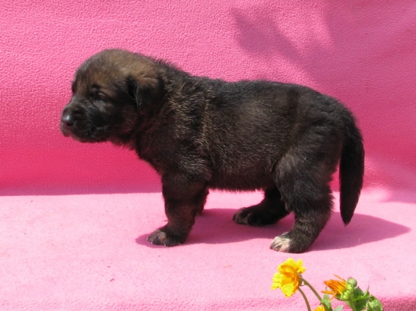 Puppy of Neron de Filandon and Zhuzha Sinko Zemplina - 3 weeks
Keywords: cortedemadrid madridsky dvor