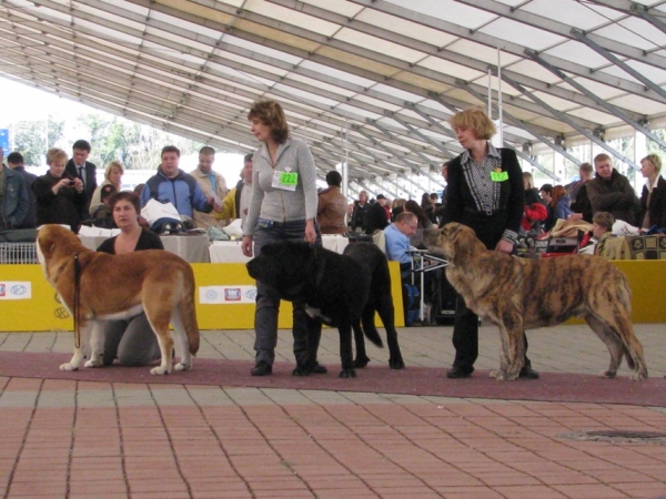 Males junior class (left to right) - QERUBIO Tornado Erben, CUETO de Buxionte, BONO s Madridskiego Dvora - CLUB DOG SHOW SLOVAKIA MOLOSS CLUB, Slovakia - 11.10.2009
Keywords: 2009