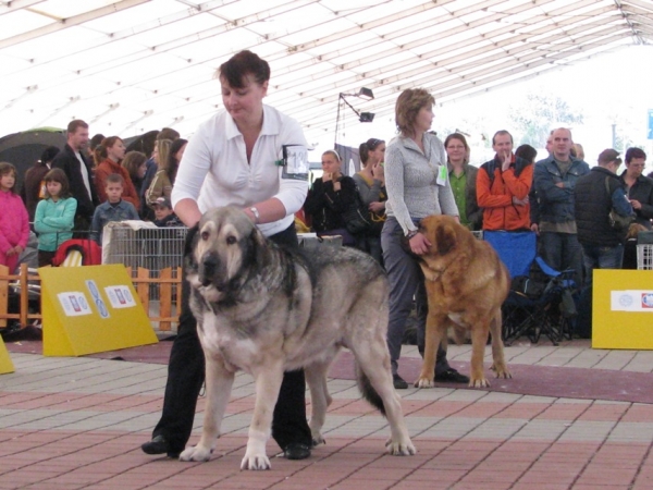 Males champion class - Motley House URFIN LUCKY JOY and NERON de Filandon - CLUB DOG SHOW SLOVAKIA MOLOSS CLUB, Slovakia - 11.10.2009
Keywords: 2009