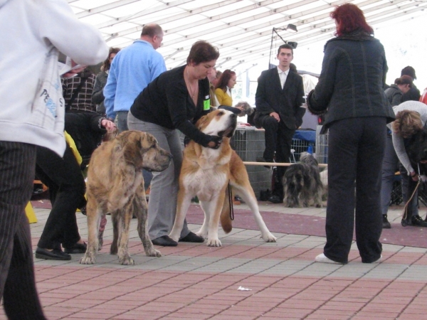 QERUBIO Tornado Erben and BONO s Madridskiego Dvora - CLUB DOG SHOW SLOVAKIA MOLOSS CLUB, Slovakia - 11.10.2009
Keywords: 2009