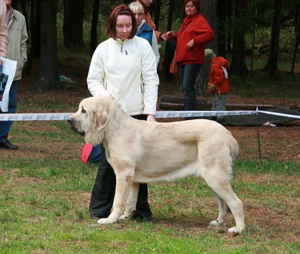 Severo de Filandon - Best junior, 4 Best of Juniors - All-Russian Show "The Cup of Chief of Pushkino" 2010
Keywords: 2010