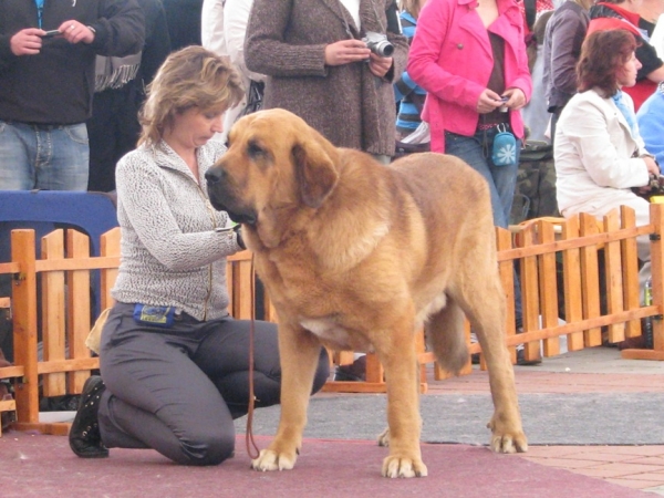 Neron de Filandon - champion class - CLUB DOG SHOW SLOVAKIA MOLOSS CLUB, Slovakia - 11.10.2009
Keywords: 2009 cortedemadrid