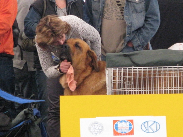 Neron de Filandon with handler before ring - CLUB DOG SHOW SLOVAKIA MOLOSS CLUB, Slovakia - 11.10.2009
Keywords: 2009 cortedemadrid