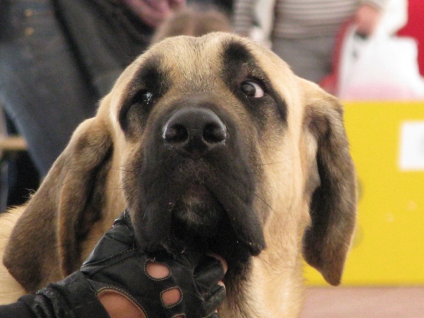 MISTERIO DORADO Mastibe - Very Promissing 1, females puppies - CLUB DOG SHOW SLOVAKIA MOLOSS CLUB, Slovakia - 11.10.2009
الكلمات الإستدلالية(لتسهيل البحث): 2009 head portrait cabeza