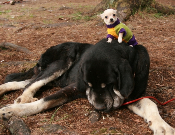 Each dog has to have a friend! Bosco Dancá Cotufa - All-Russian Show "The Cup of Chief of Pushkino" 2010
Keywords: 2010 pet