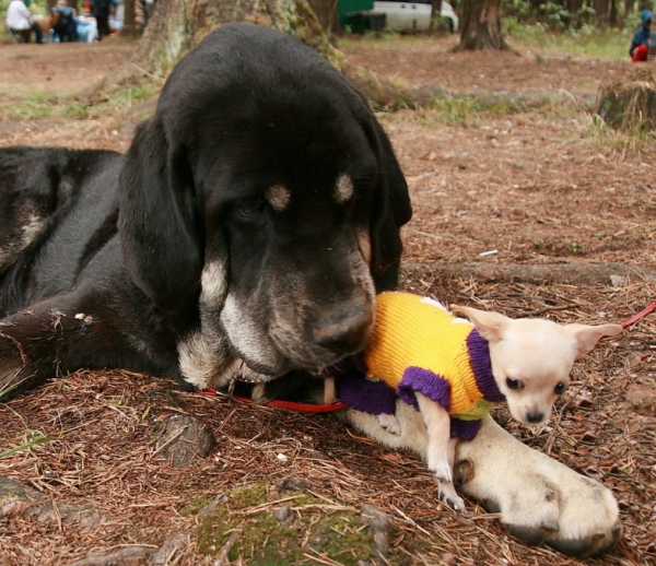 Bosco Dancá Cotufa, Puppy class. "Little" Bosko found "big" friend - All-Russian Show "The Cup of Chief of Pushkino" 2010
Keywords: 2010 pet