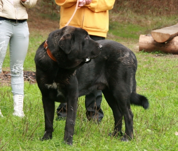 Cueto de Buxionte - open class male, excellent - All-Russian Show "The Cup of Chief of Pushkino" 2010
Keywords: 2010 cortedemadrid