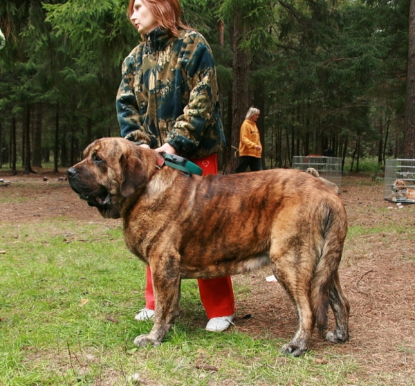 All-Russian Show "The Cup of Chief of Pushkino", Judge - Sokolova (Russia)
Banderas s Madridskogo Dvora - Champion class, CAC, Best male, BOB
Keywords: gennady