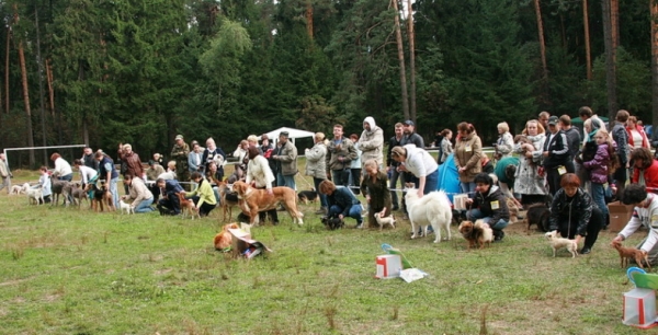 Mambo de el Agostadero - photo from Best of puppies - All-Russian Show "The Cup of Chief of Pushkino" 2010
Keywords: 2010