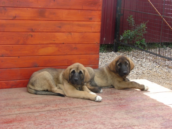 Puppies born in Russia
Elvis and Ernesto s Madridskogo Dvora 2.5 m (Neron de FIlandon x Zhuzha Sinko Zemplina)
Keywords: puppyrussia cortedemadrid