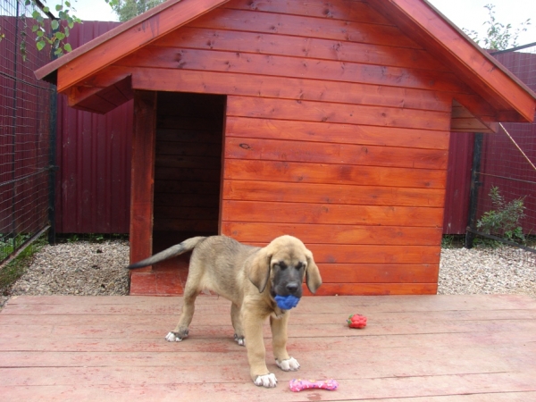 Ernesto s Madridskogo Dvora 2.5 m
(Neron de FIlandon x Zhuzha Sinko Zemplina)
Keywords: puppyrussia cortedemadrid