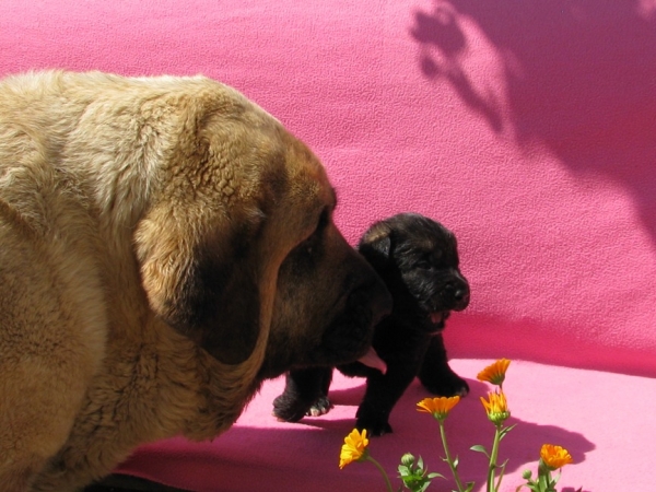 Zhuzha Sinko Zemplina with her little son
Keywords: cortedemadrid madridsky dvor