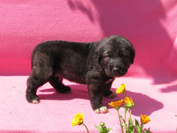 Puppy of Neron de Filandon and Zhuzha Sinko Zemplina - 3 weeks
Keywords: cortedemadrid madridsky dvor