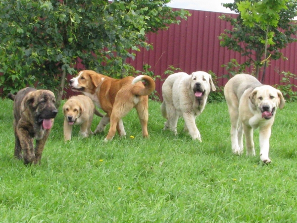 Diana de la Filtrosa, Zarzal de FIlandon, Mambo del Agostadero, Severo de Filandon, Salsa de el Agostadero (left to right)
Keywords: cortedemadrid madridsky dvor