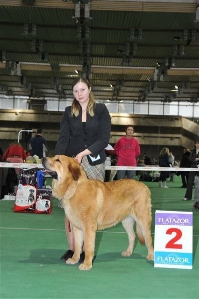 Anabel s Madridskogo Dvora - Special Show of Spanish Mastiffs "Club Winner 2010"
Keywords: 2010 cortedemadrid