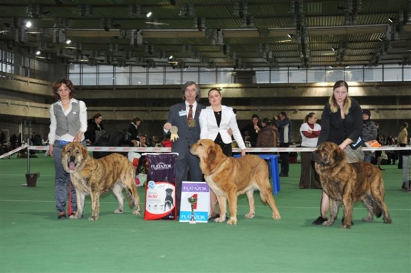 Ring Best of breed - Special Show of Spanish Mastiffs "Club Winner 2010"
Banderas s Madridskogo Dvora - Young club winner, Best junior
Bono s Madridskogo Dvora - Club Winner, Best male
Motley House Tsunami Victoria - Club winner, Best female, BOB
Keywords: 2010 cortedemadrid