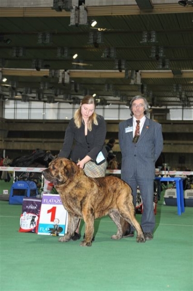 Banderas s Madridskogo Dvora, Young club winner, Best junior - Special Show of Spanish Mastiffs "Club Winner 2010"
Keywords: 2010 gennady cortedemadrid